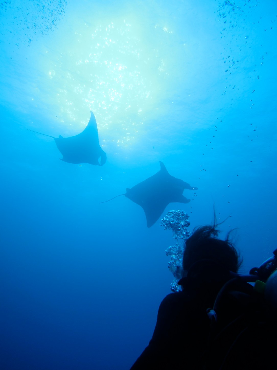 manta_ray_scuba1
