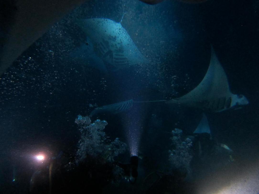 manta_ray_scuba3
