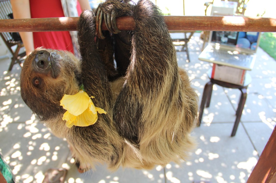 sloth_flower