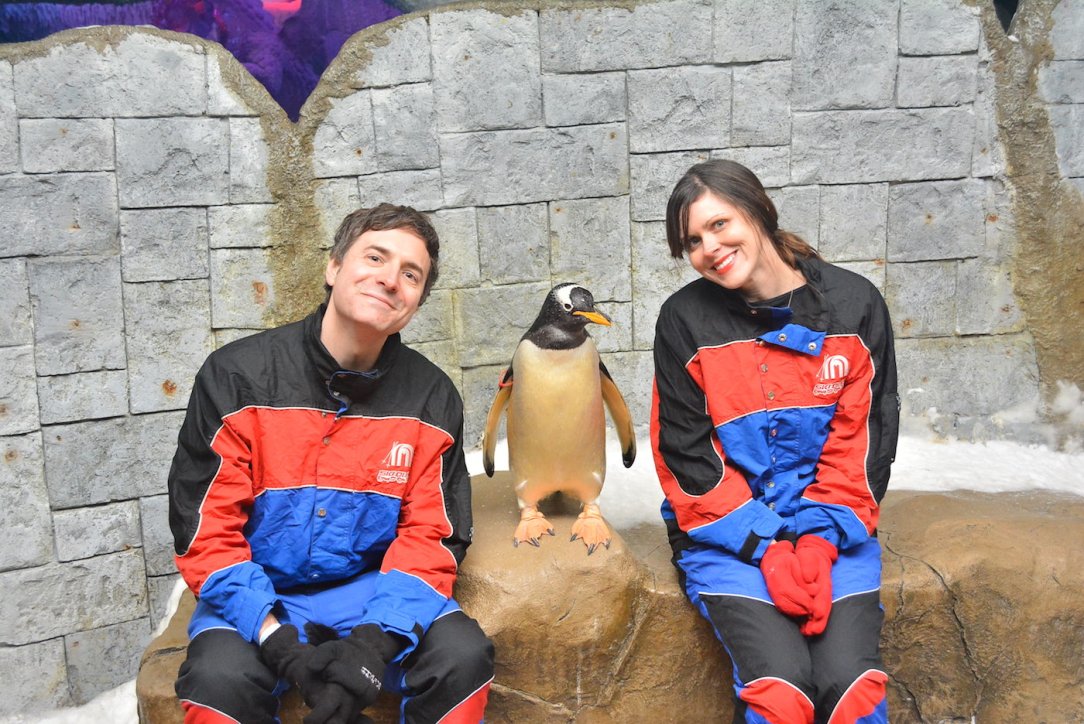 dubai_gentoo_penguin2