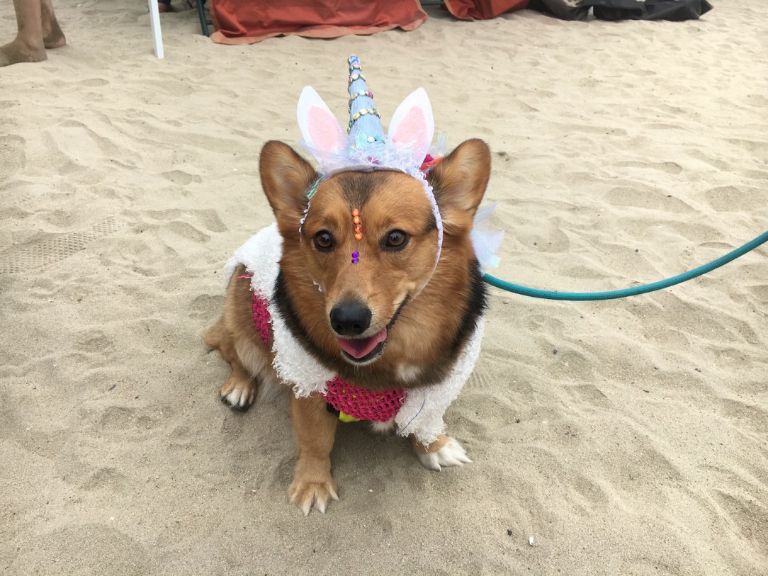 corgi_beach_day_11