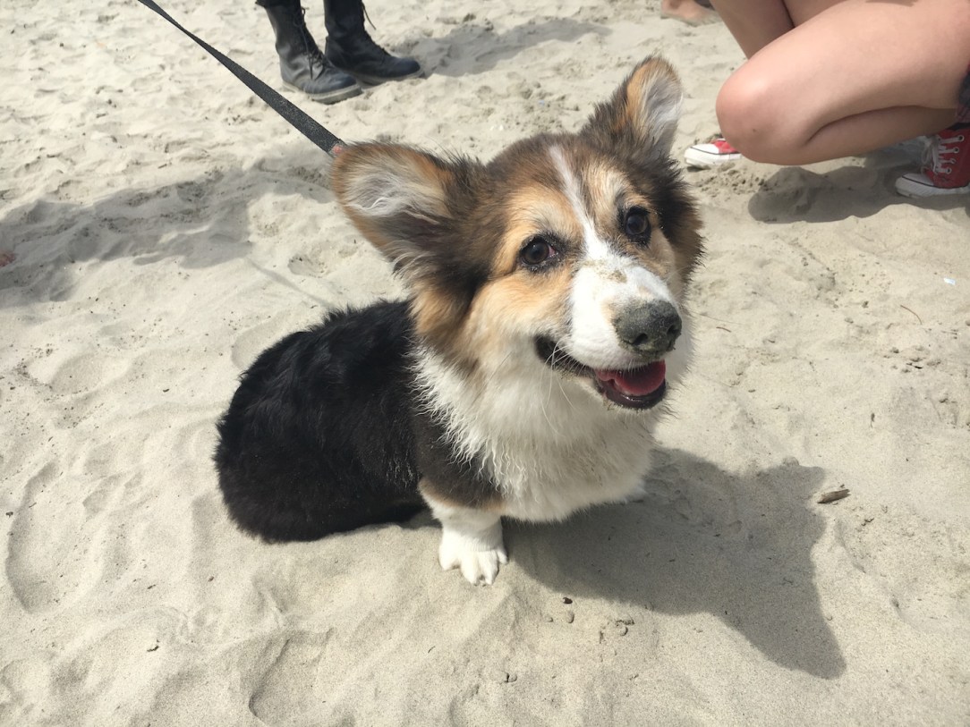 corgi_beach_day_14