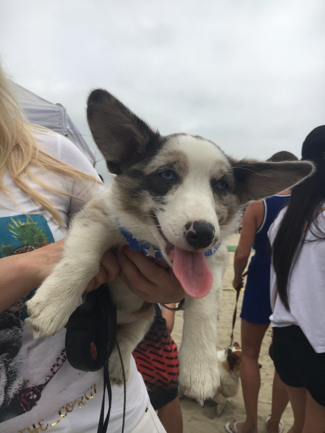 corgi_beach_day_3