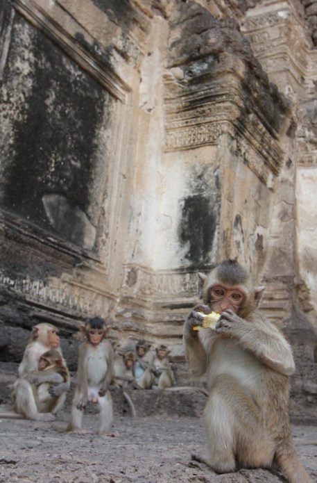 Lopburi_Monkeys_10