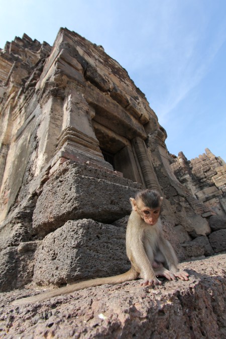 Lopburi_Monkeys_63