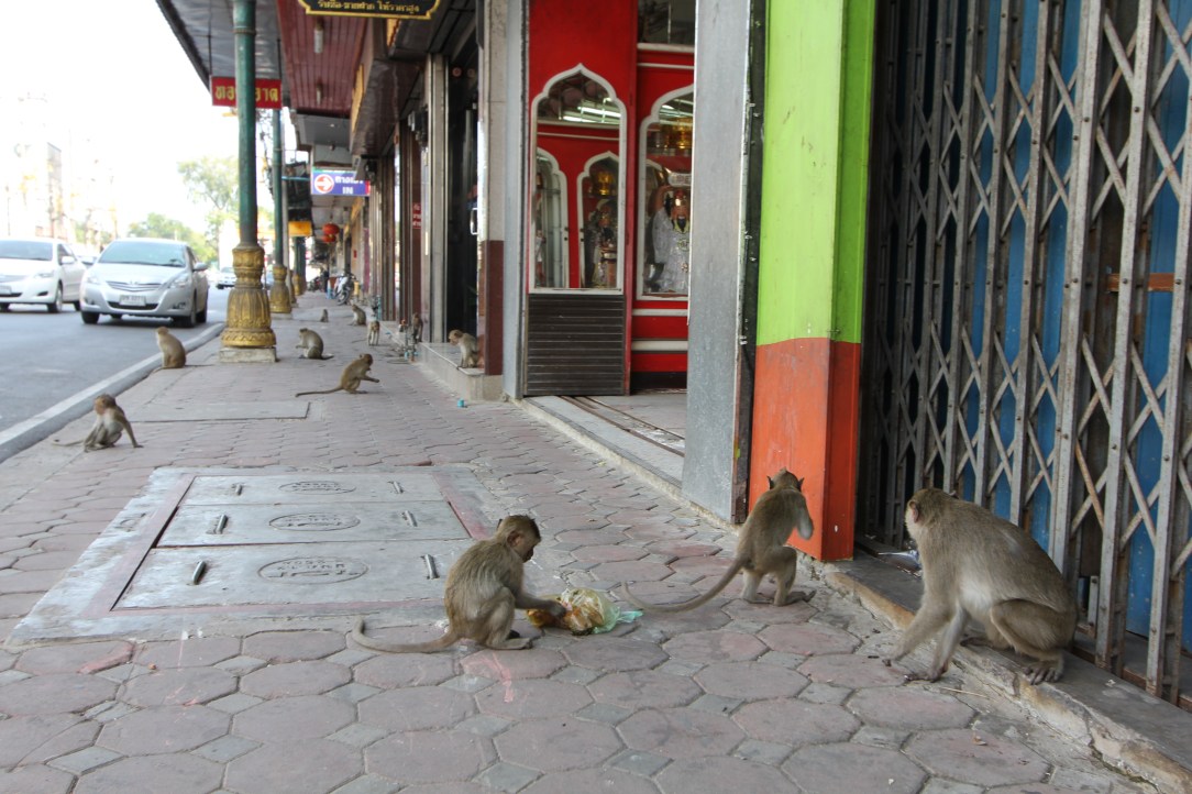 Lopburi Monkeys
