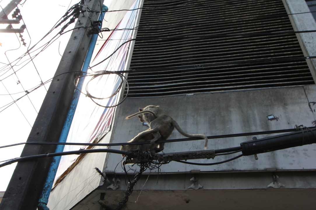 Lopburi Monkeys