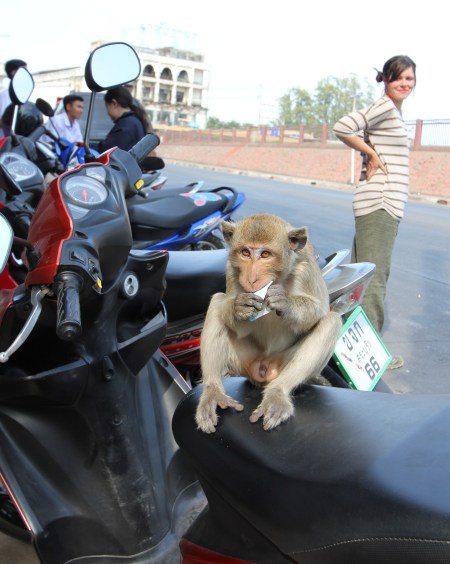 Lopburi Monkeys