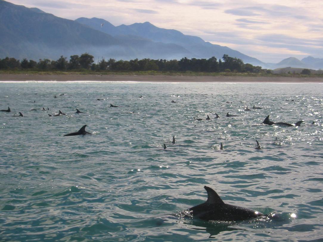 Kaikoura_Dolphins_07