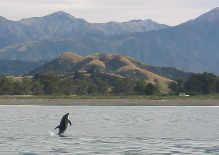Kaikoura_Dolphins_03
