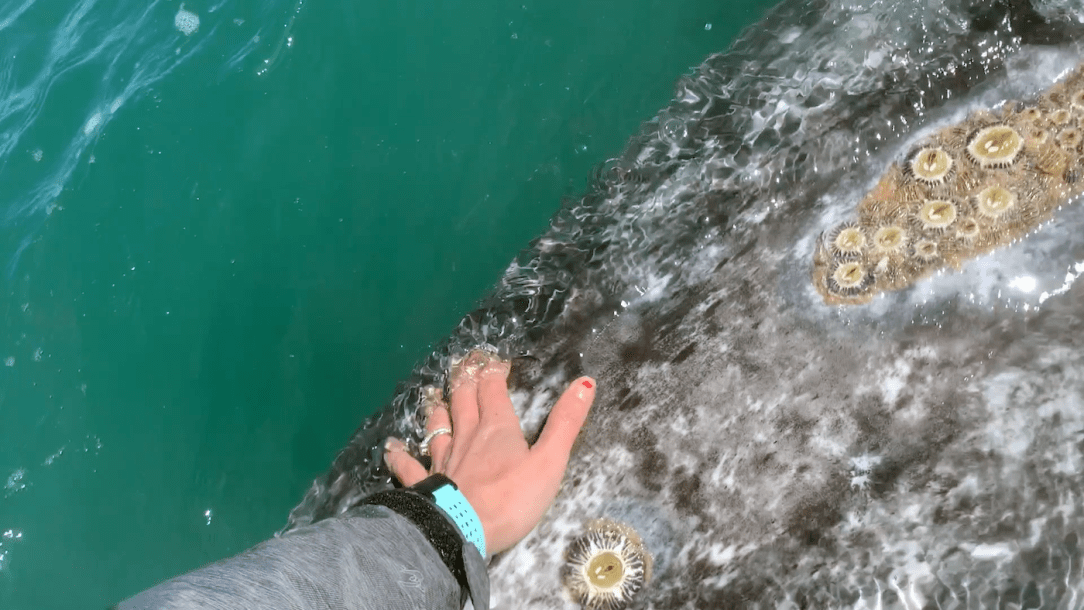 Gray-Whales-Mexico-71