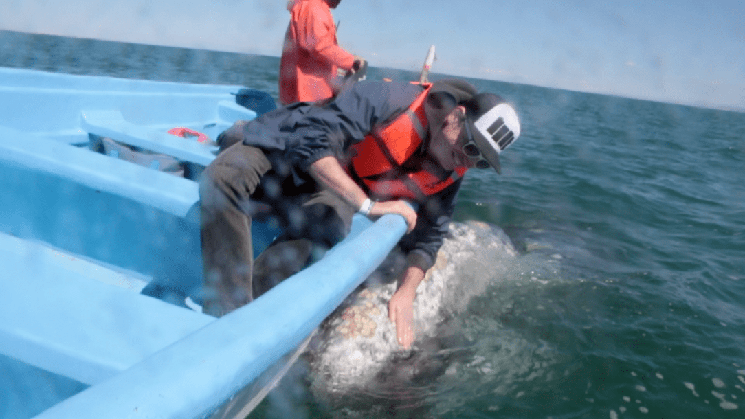 Gray-Whales-Mexico-73