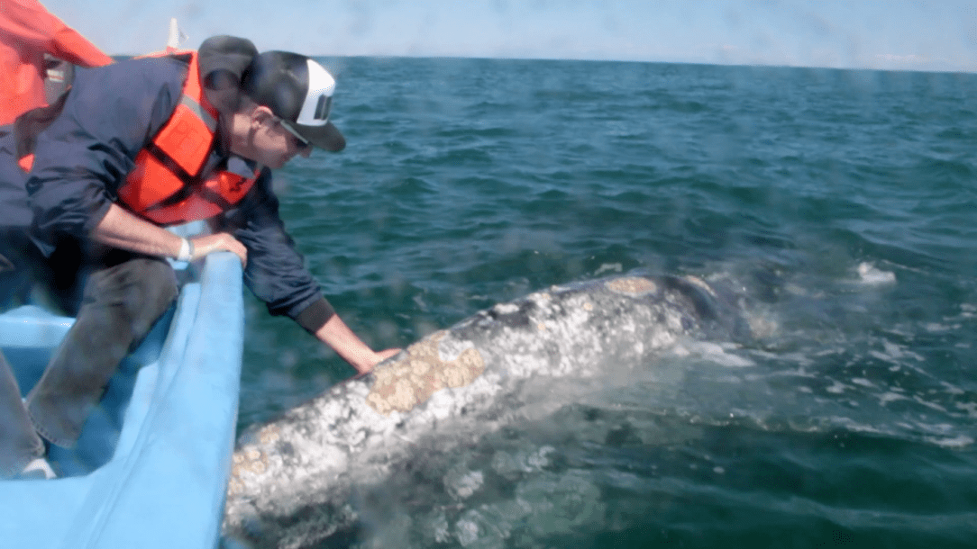 Gray-Whales-Mexico-75