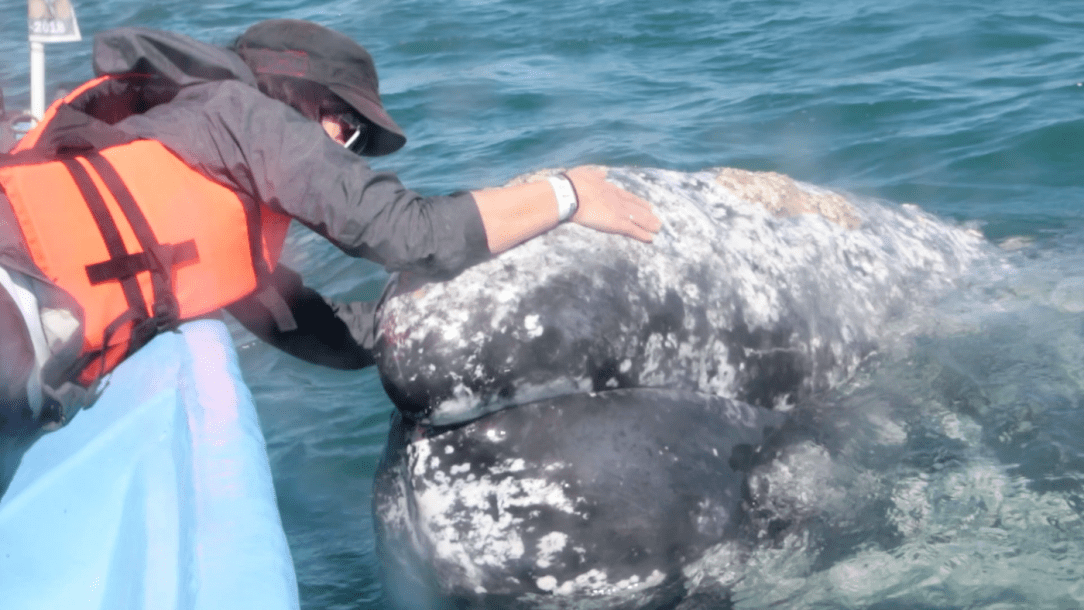 Gray-Whales-Mexico-78