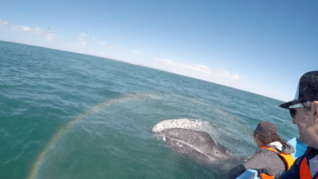 Gray-Whales-Mexico-79