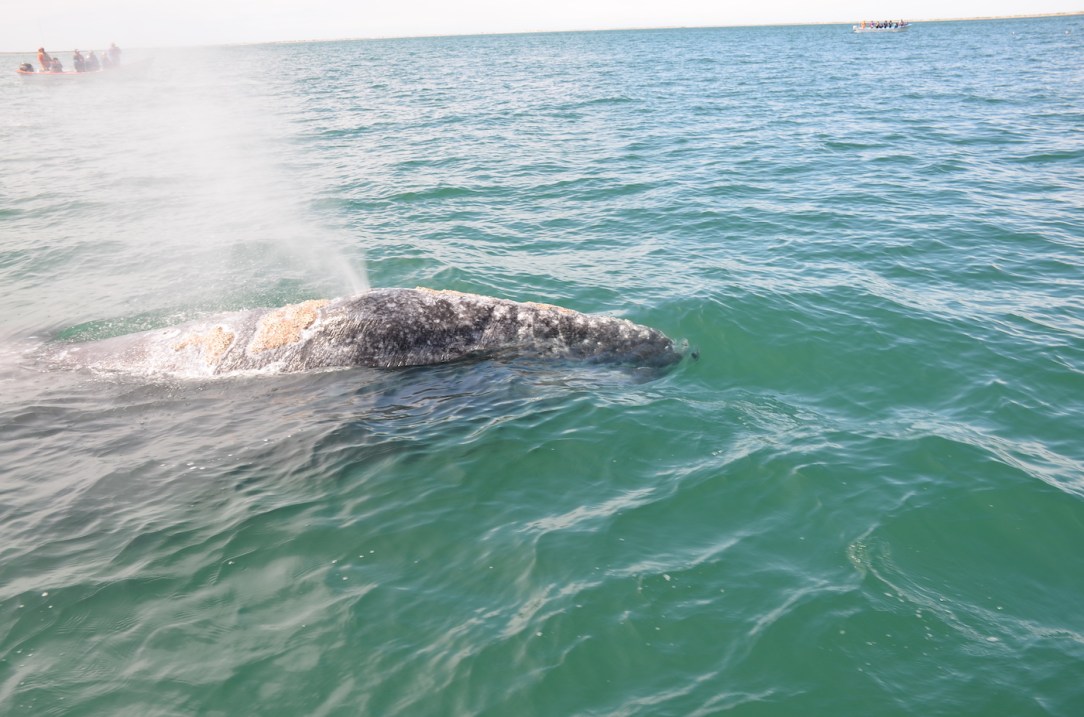 Gray_Whales_Mexico_1