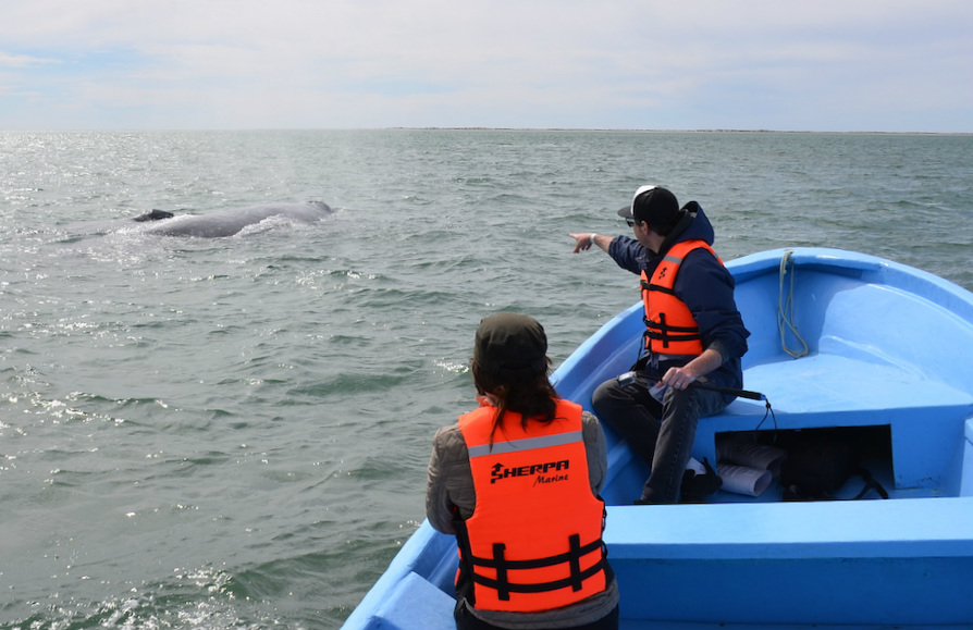 Gray_Whales_Mexico_16c