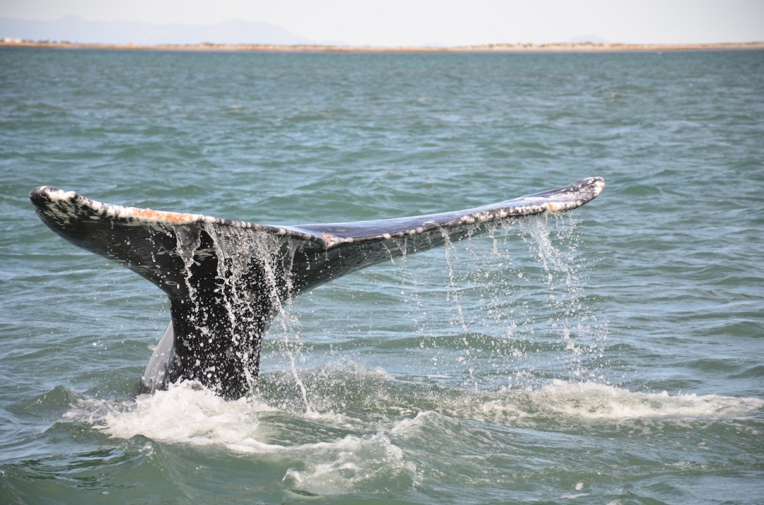 Gray_Whales_Mexico_19