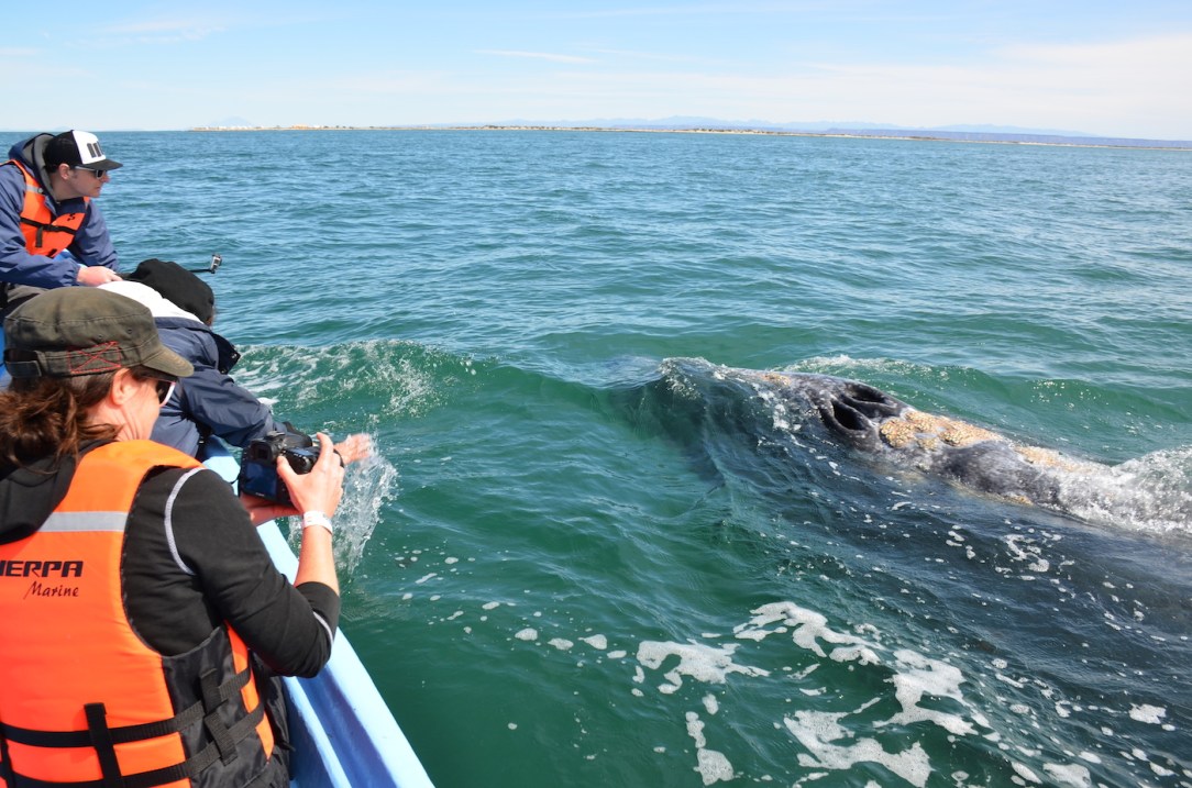 Gray_Whales_Mexico_3