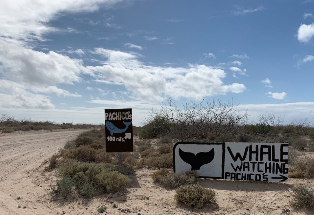 Gray_Whales_Mexico_32