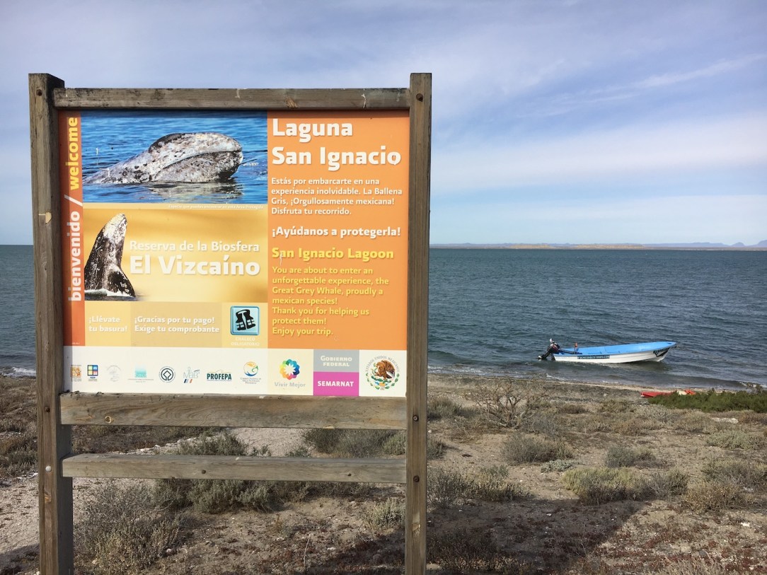 Gray_Whales_Mexico_43