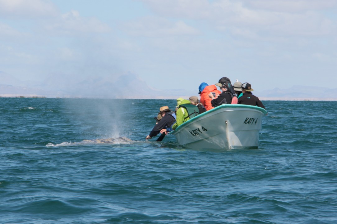 Gray_Whales_Mexico_54