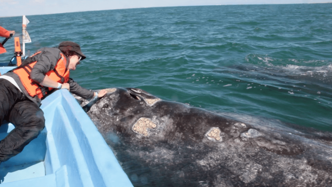 Gray_Whales_Mexico_67