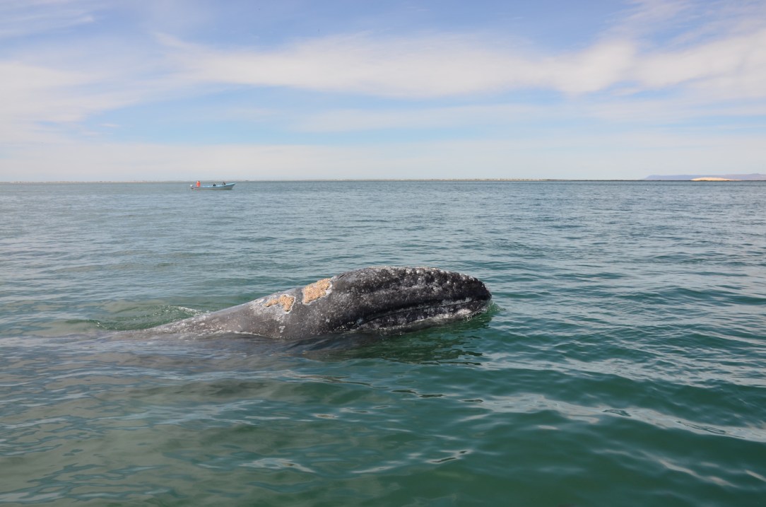 Gray_Whales_Mexico_7