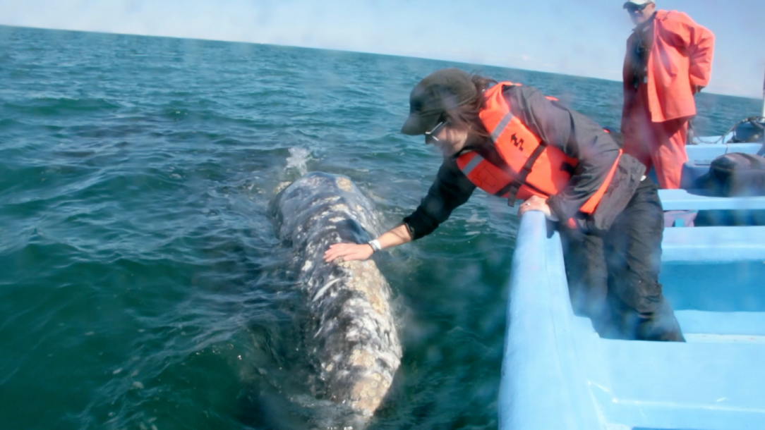 Gray_Whales_Mexico_70