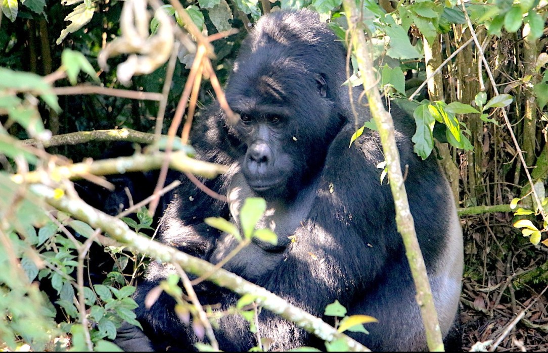 Gorilla Habituation Experience Uganda