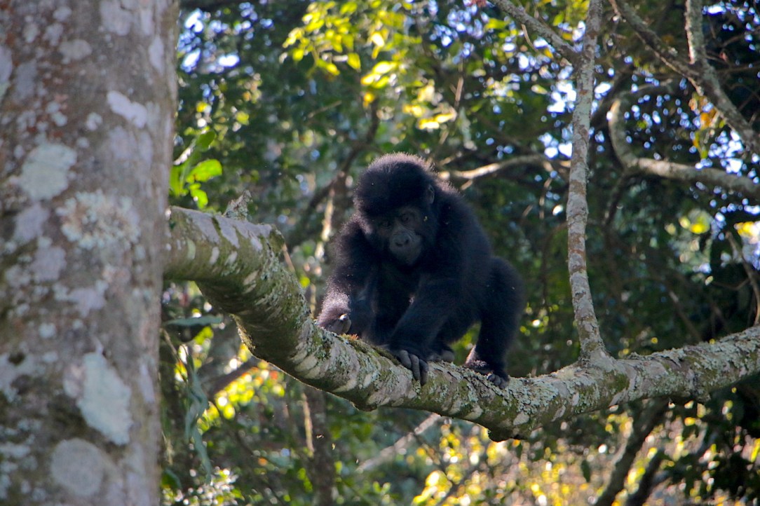 Gorilla Habituation Experience Uganda