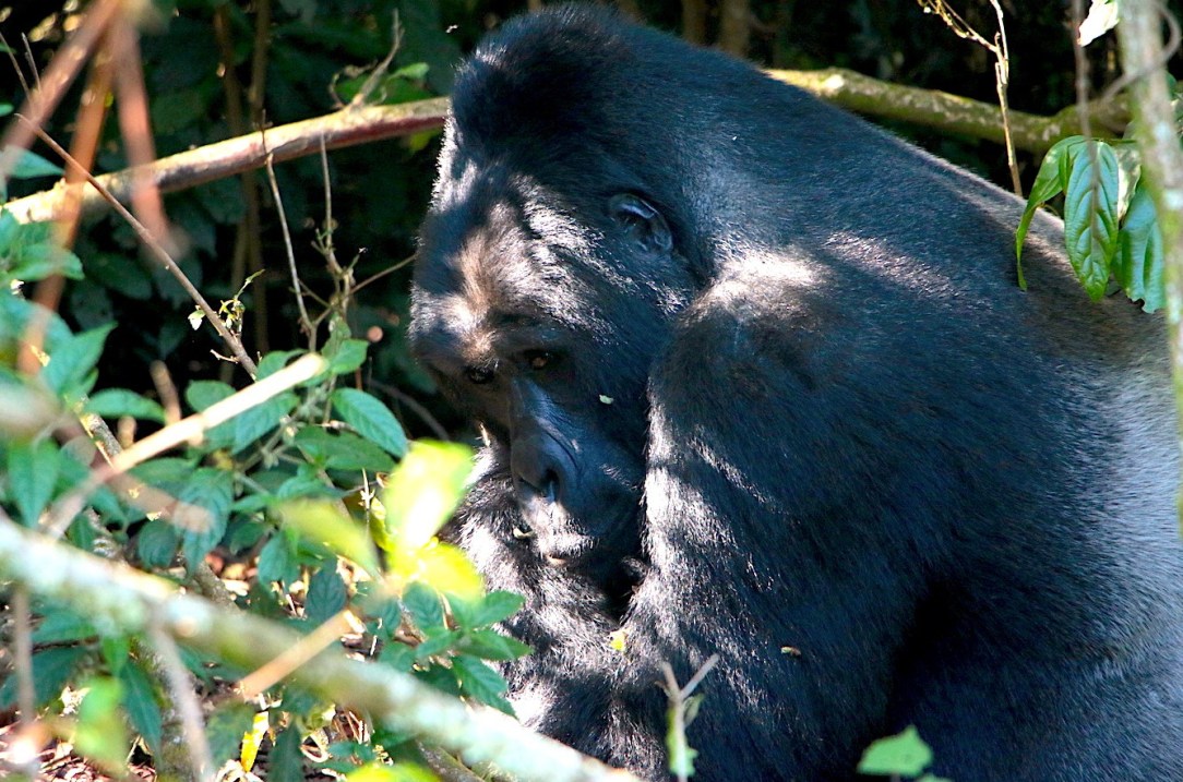 Gorilla Habituation Experience Uganda