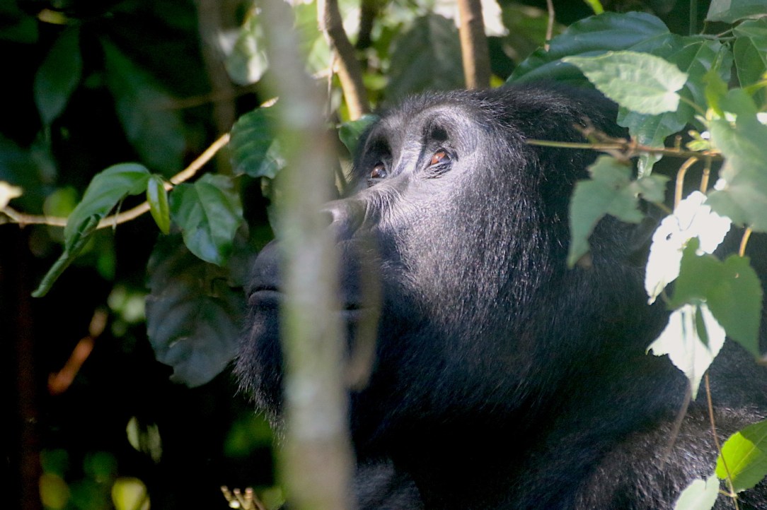 Gorilla Habituation Experience Uganda