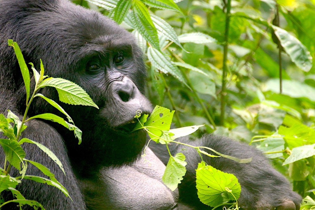 Gorilla Habituation Experience Uganda