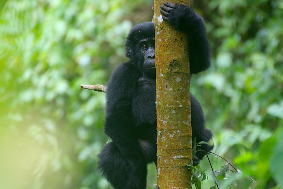 Gorilla Habituation Experience Uganda