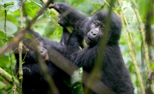 Gorilla Habituation Experience Uganda