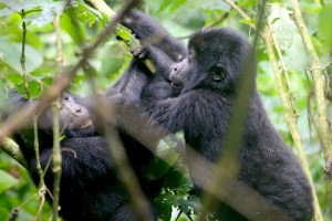 Gorilla Habituation Experience Uganda