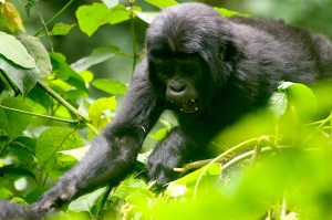 Gorilla Habituation Experience Uganda
