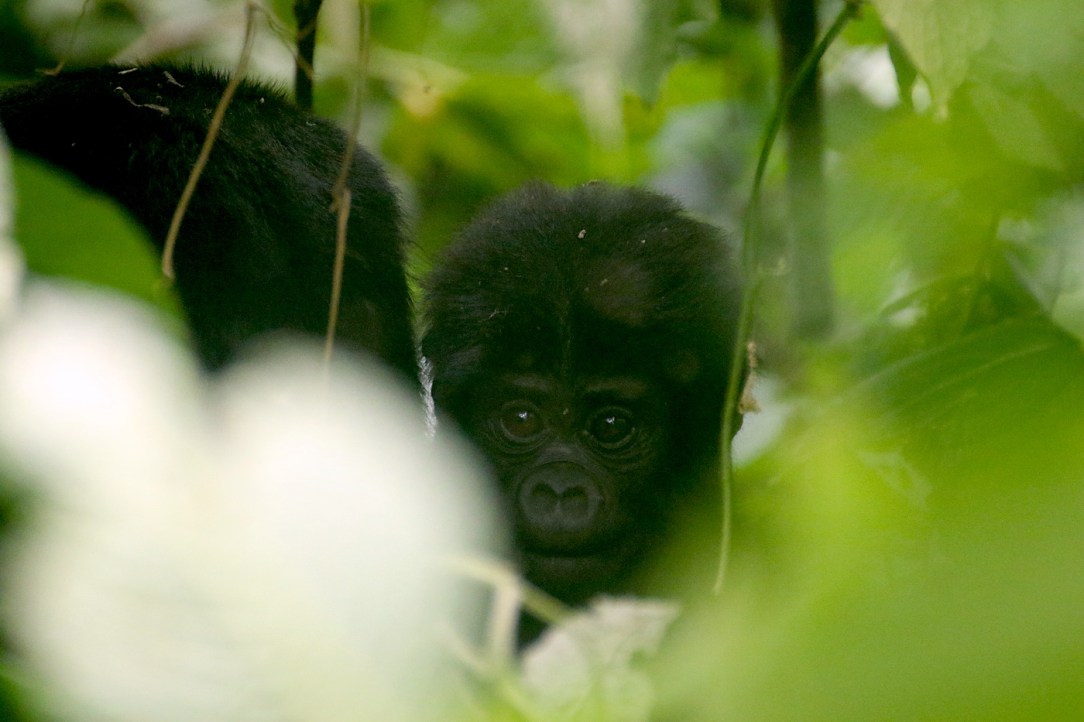 Gorilla Habituation Experience Uganda