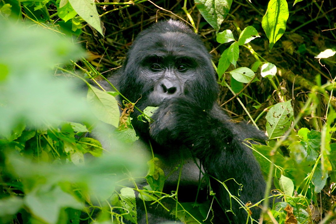 Gorilla Habituation Experience Uganda