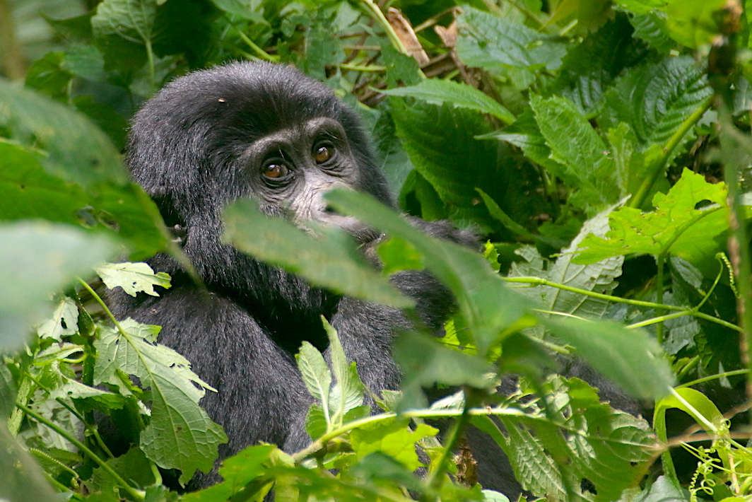 Gorilla Habituation Experience Uganda