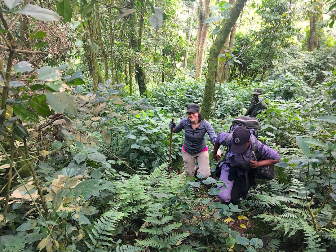 Gorilla Habituation Experience Uganda