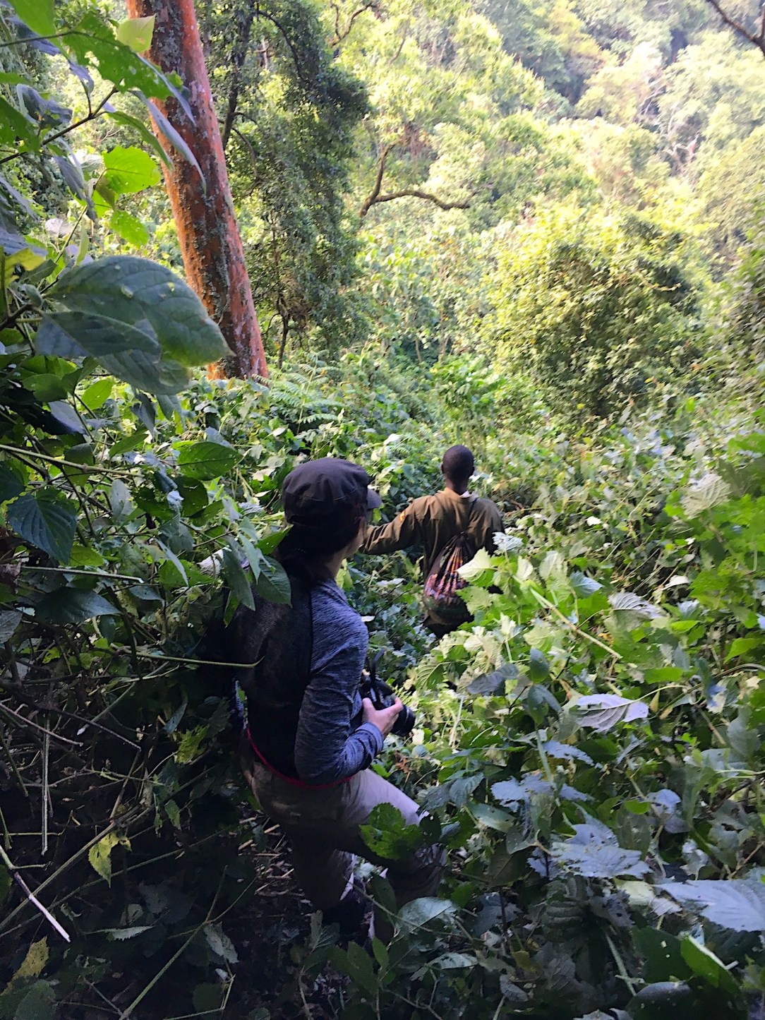 Gorilla Habituation Experience Uganda